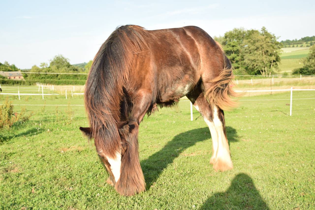 Veulen (ml) Gypsy Cob Te koop 2025 Bruin / Bai ,  Cillbarra Master Of Poppets