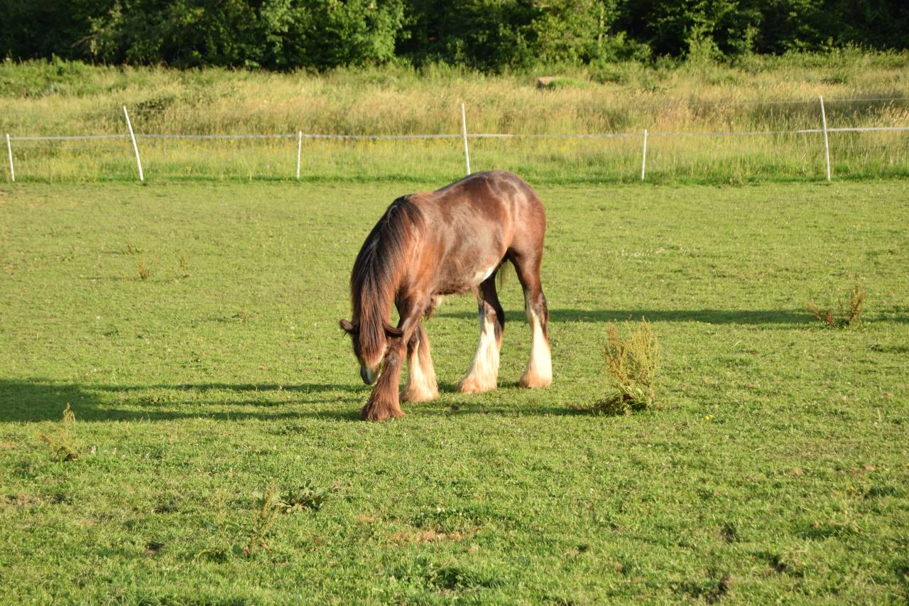 Veulen (ml) Gypsy Cob Te koop 2025 Bruin / Bai ,  Cillbarra Master Of Poppets