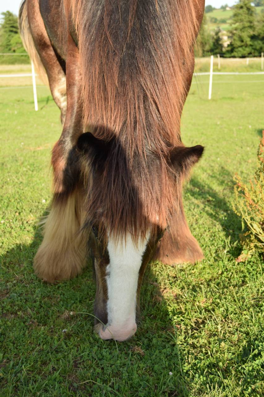 Veulen (ml) Gypsy Cob Te koop 2025 Bruin / Bai ,  Cillbarra Master Of Poppets
