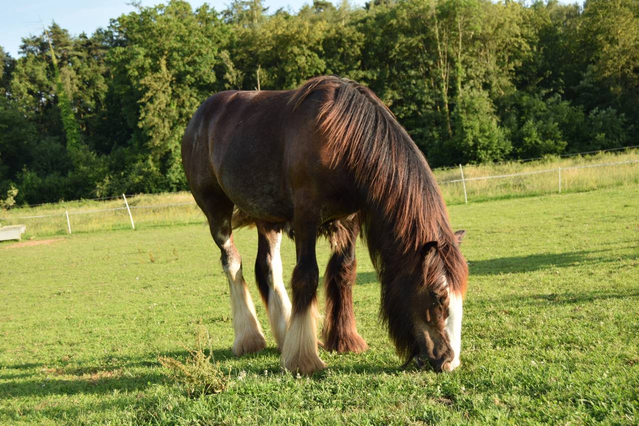 Veulen (ml) Gypsy Cob Te koop 2025 Bruin / Bai ,  Cillbarra Master Of Poppets