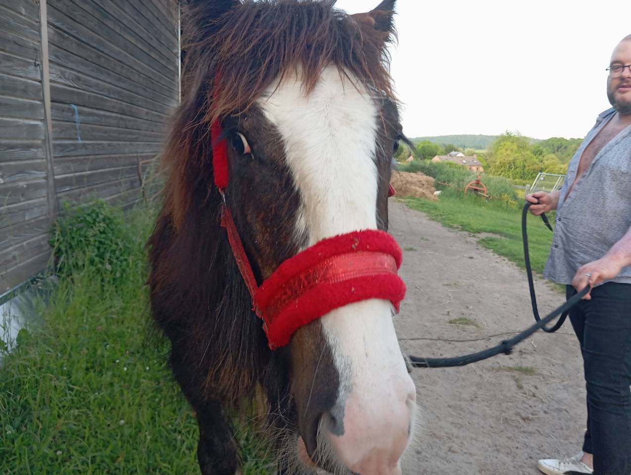Veulen (ml) Gypsy Cob Te koop 2025 Bruin / Bai ,  Cillbarra Master Of Poppets