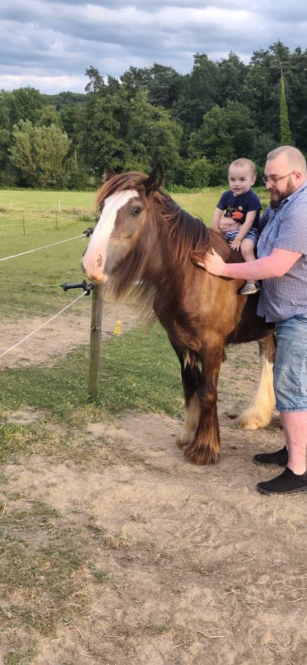 Veulen (ml) Gypsy Cob Te koop 2025 Bruin / Bai ,  Cillbarra Master Of Poppets