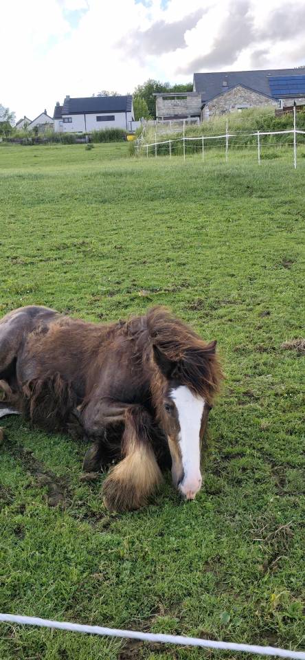 Veulen (ml) Gypsy Cob Te koop 2025 Bruin / Bai ,  Cillbarra Master Of Poppets