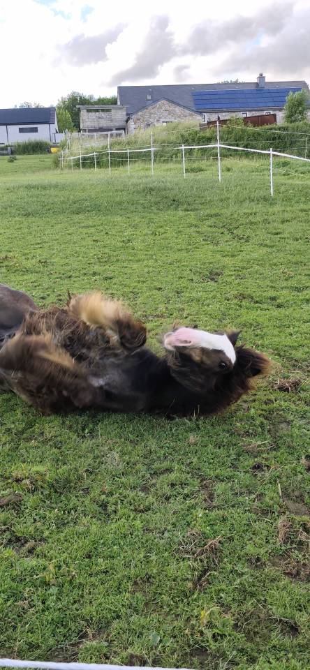 Veulen (ml) Gypsy Cob Te koop 2025 Bruin / Bai ,  Cillbarra Master Of Poppets