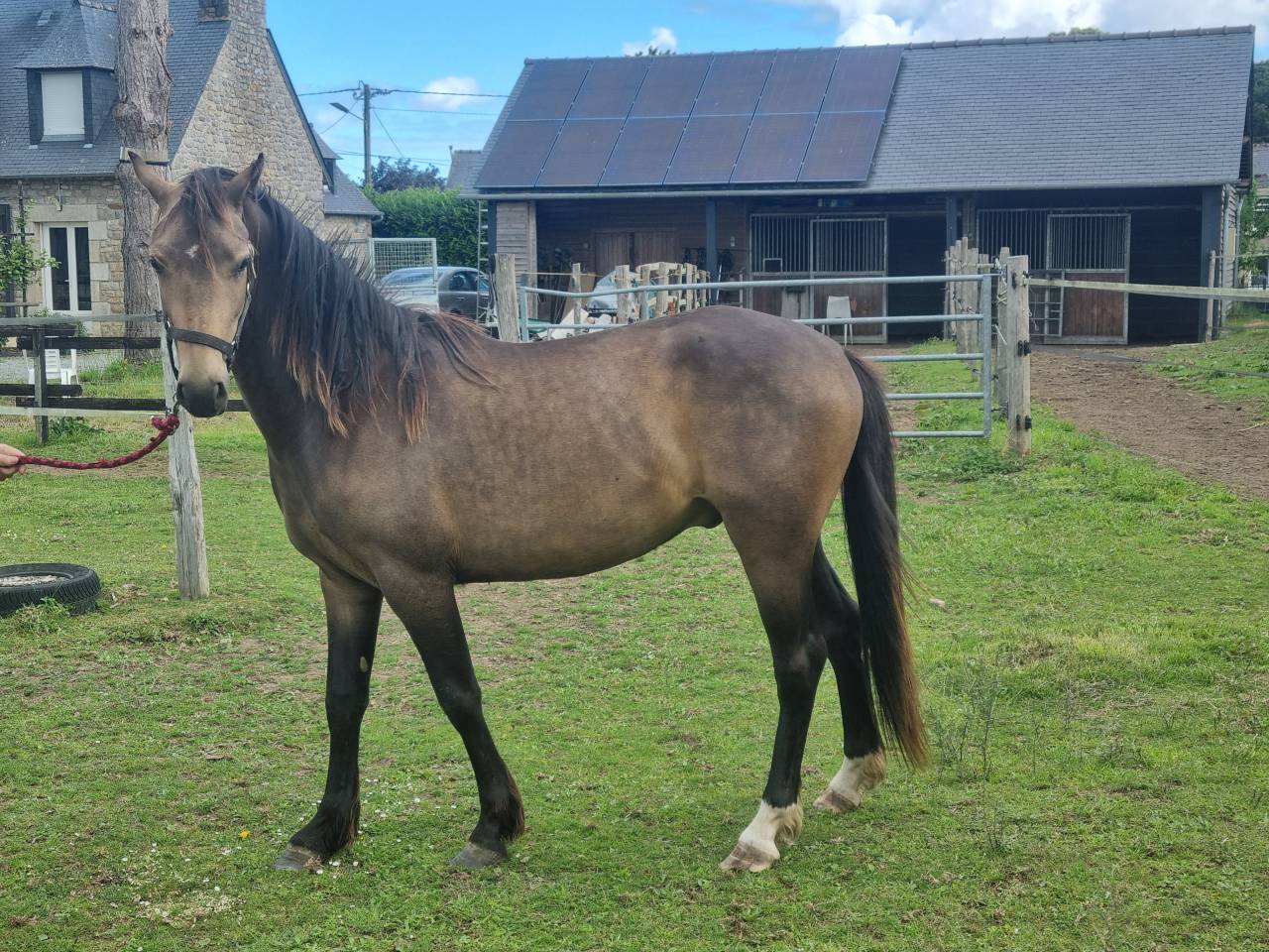 Ruin Franse rijpony PFS Te koop 2024 Bruin / Bai ,  Conte Bellini