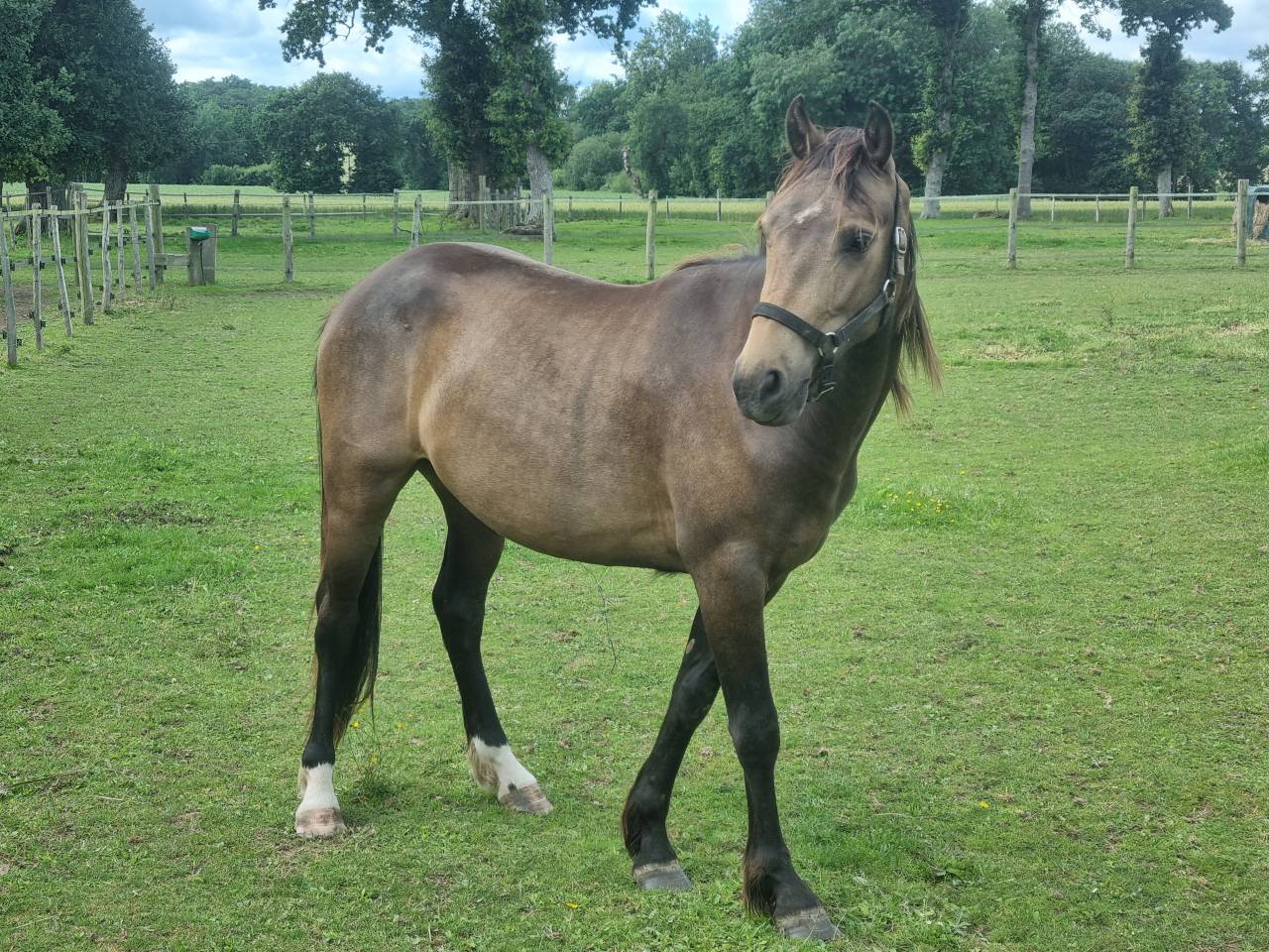 Ruin Franse rijpony PFS Te koop 2024 Bruin / Bai ,  Conte Bellini
