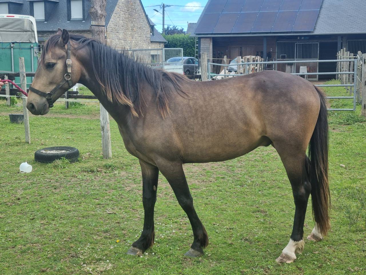 Ruin Franse rijpony PFS Te koop 2024 Bruin / Bai ,  Conte Bellini