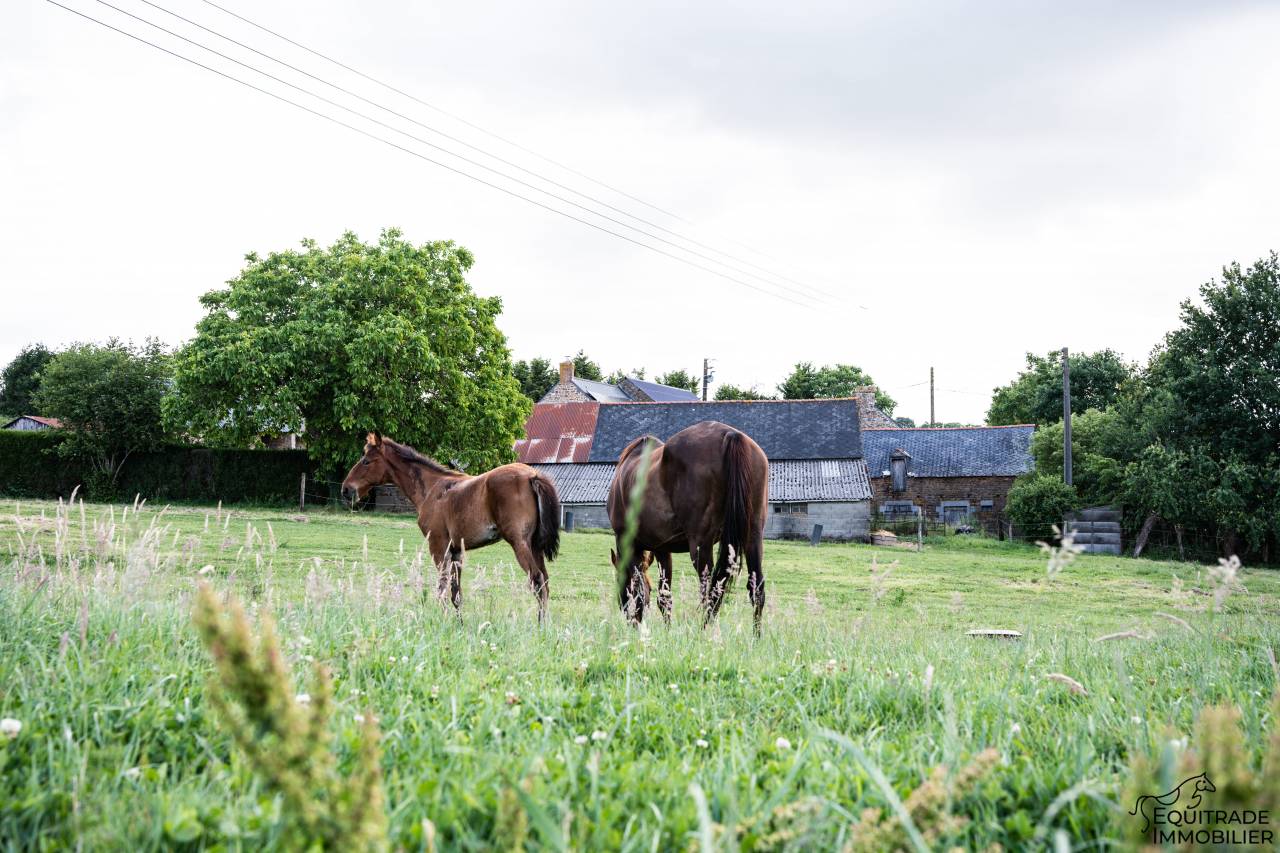 Mooi hippisch vastgoed Koop Ile-et-Vilaine