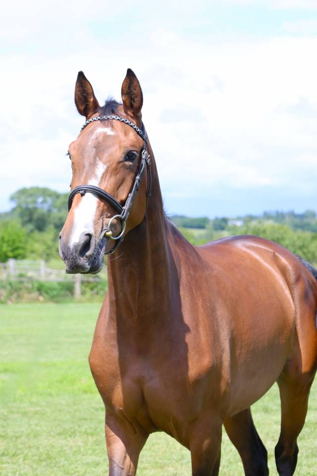Merrie Selle Fran&ccedil;ais Te koop 2021 Donker bruin / bai ,  BALOU STAR