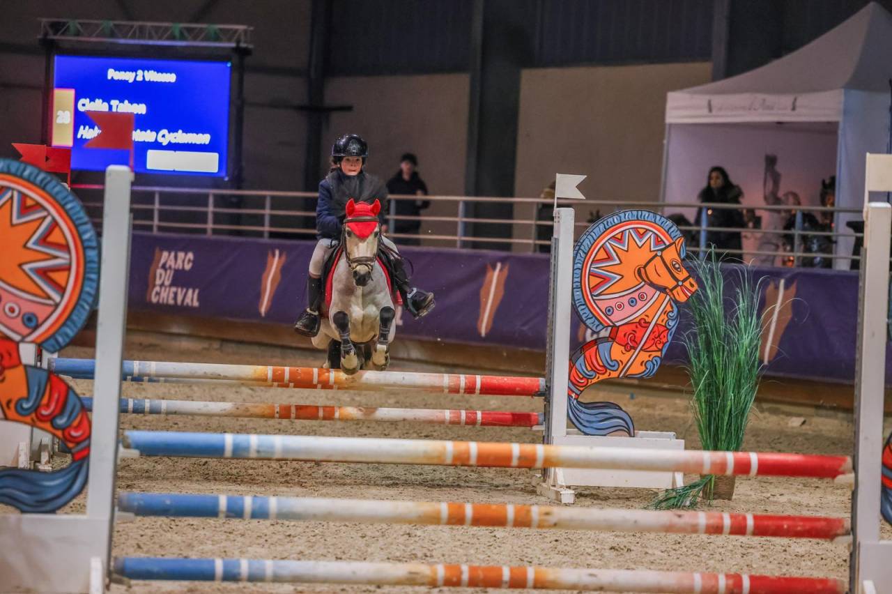 Ruin Franse rijpony PFS Te koop 2017 Isabel
