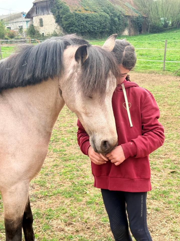 Ruin Franse rijpony PFS Te koop 2017 Isabel
