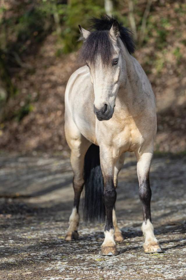 Ruin Franse rijpony PFS Te koop 2017 Isabel