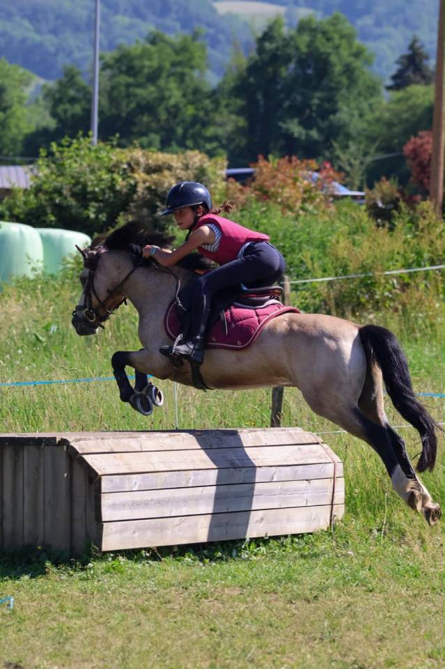 Ruin Franse rijpony PFS Te koop 2017 Isabel