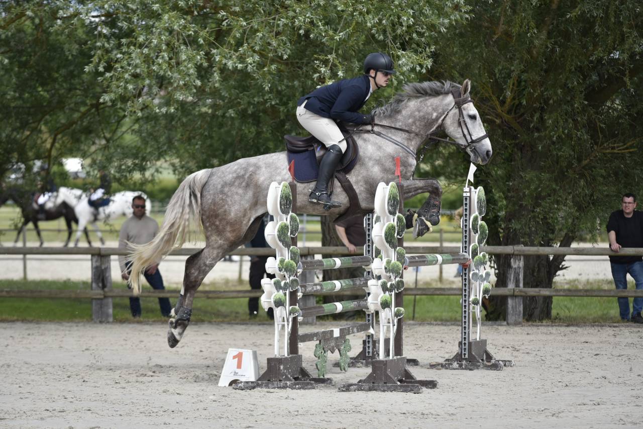 Ruin Selle Fran&ccedil;ais Te koop 2018 Schimmel ,  URANO DE CARTIGNY