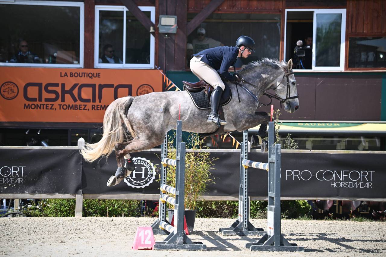 Ruin Selle Fran&ccedil;ais Te koop 2018 Schimmel ,  URANO DE CARTIGNY