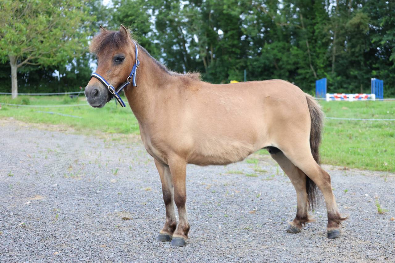 Merrie Ras onbekend Te koop 2013 Isabel