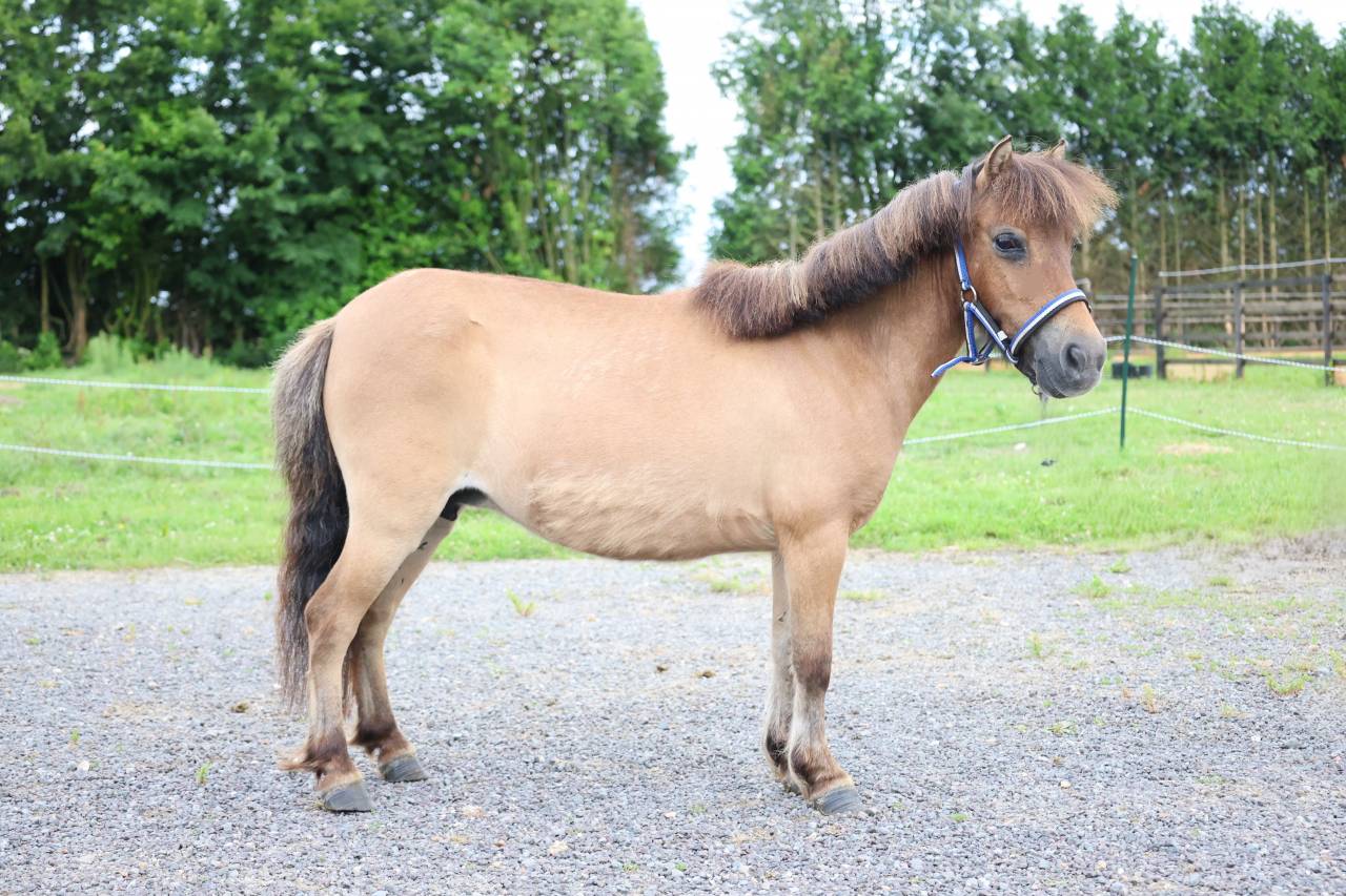 Merrie Ras onbekend Te koop 2013 Isabel