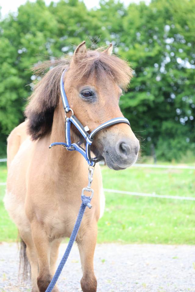 Merrie Ras onbekend Te koop 2013 Isabel
