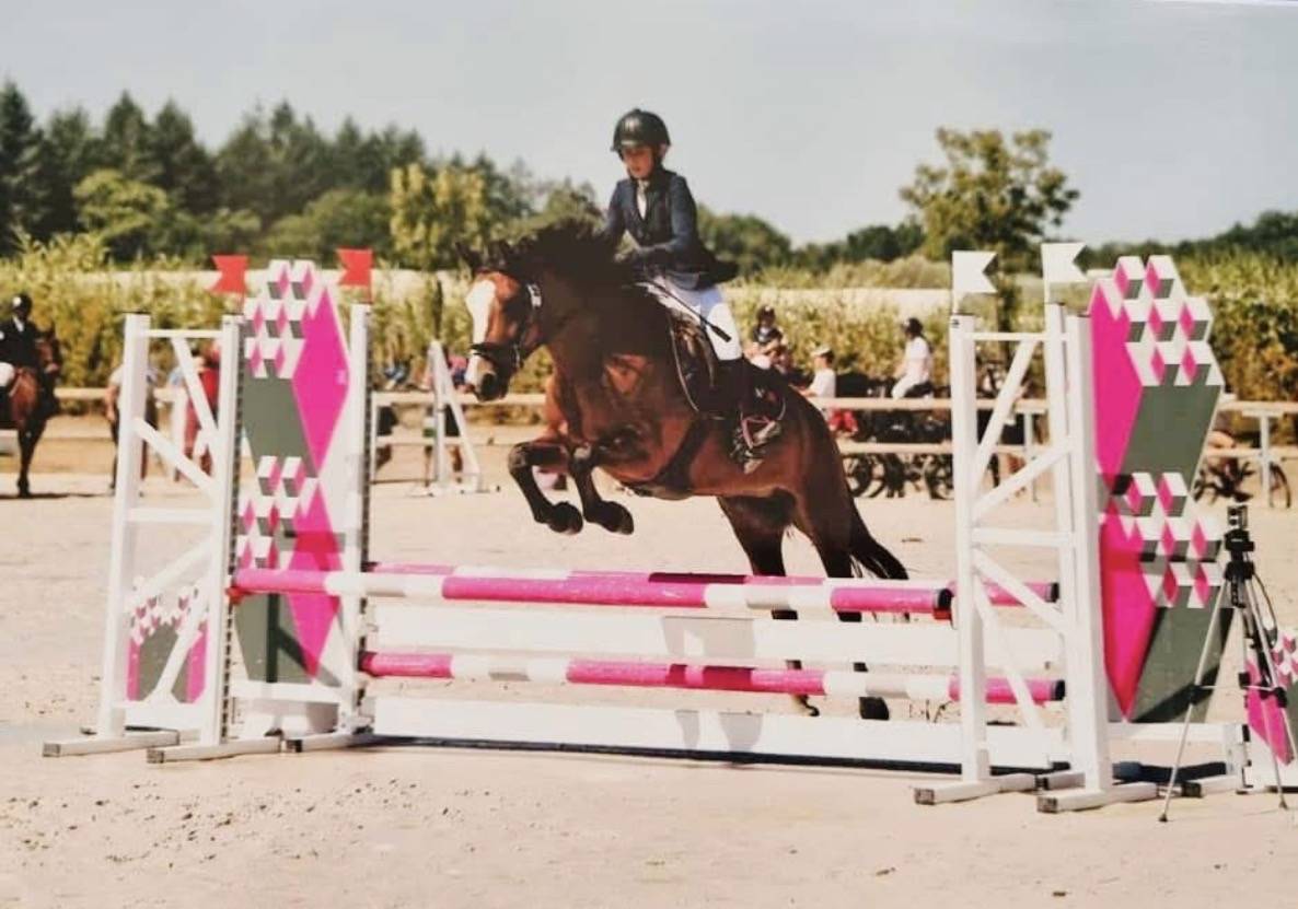 Merrie New Forest Te leen 2014 Donker bruin / bai