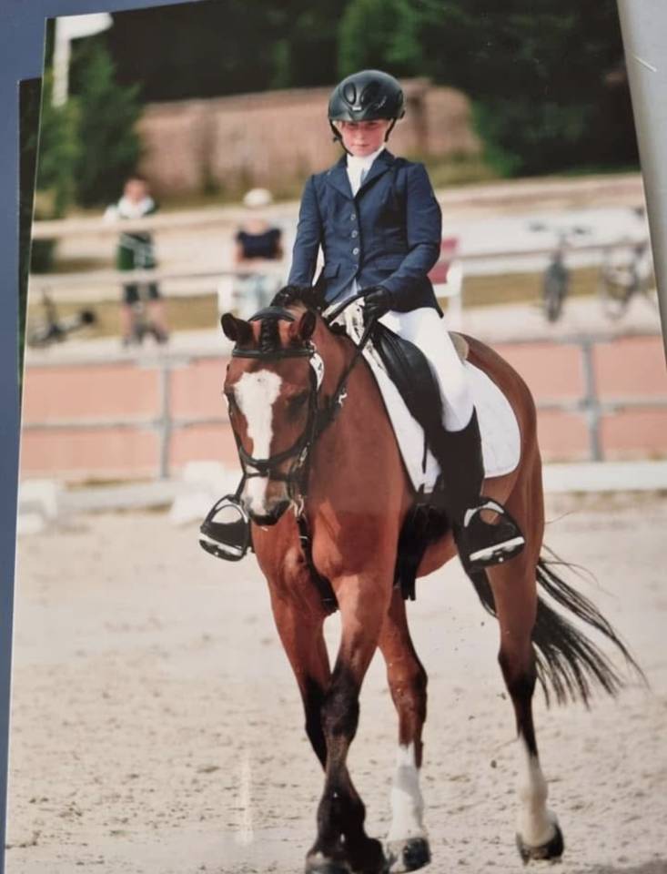 Merrie New Forest Te leen 2014 Donker bruin / bai