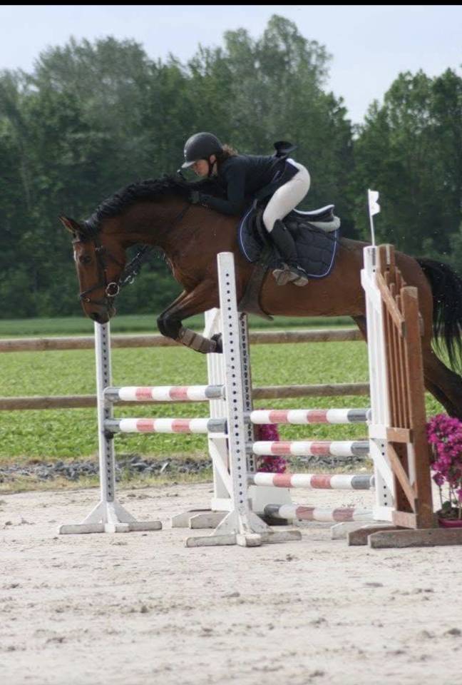 Merrie Zangersheide Te koop 2010 Donker bruin / bai