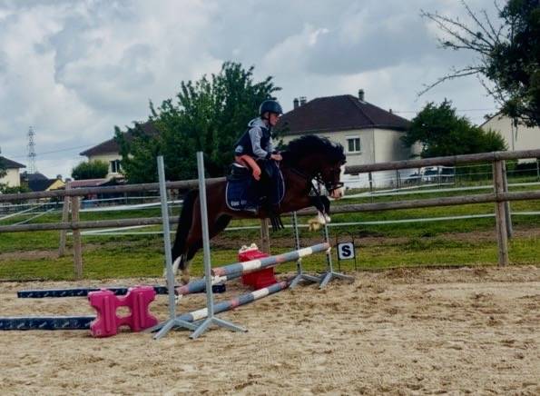 Hengst Franse rijpony PFS Te koop 2023 Donker bruin / bai