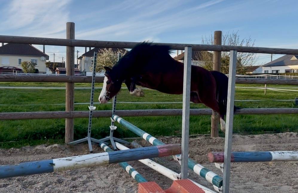 Hengst Franse rijpony PFS Te koop 2023 Donker bruin / bai