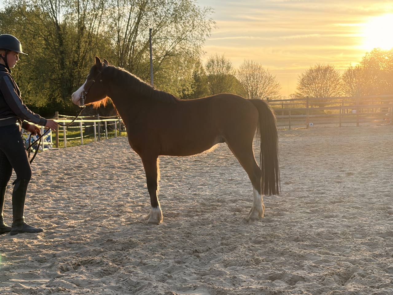 Hengst Franse rijpony PFS Te koop 2023 Donker bruin / bai