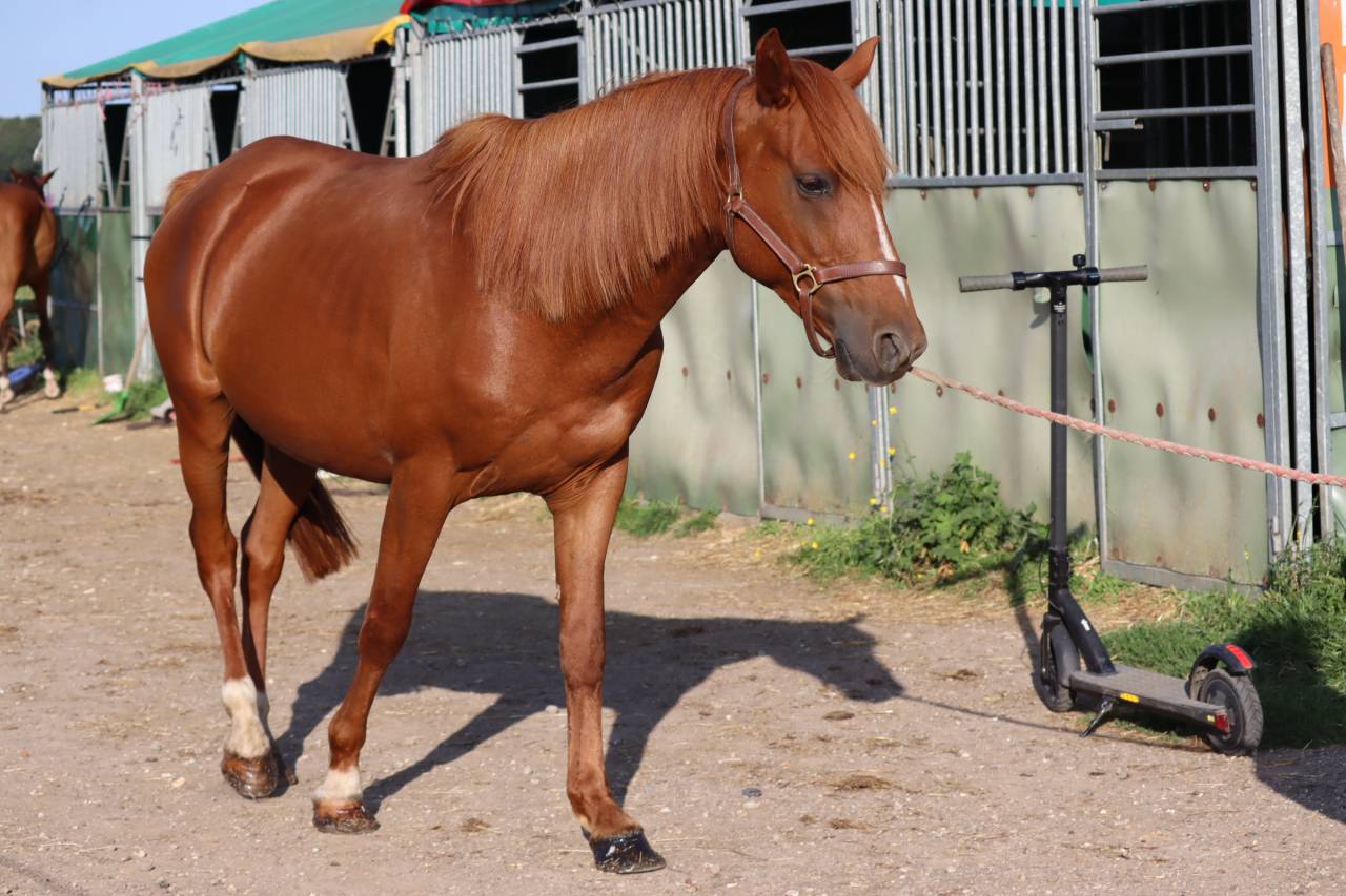 Ruin Arabisch halfbloed Te koop 2019 Vos ,  JORMANE DU VOLDAY