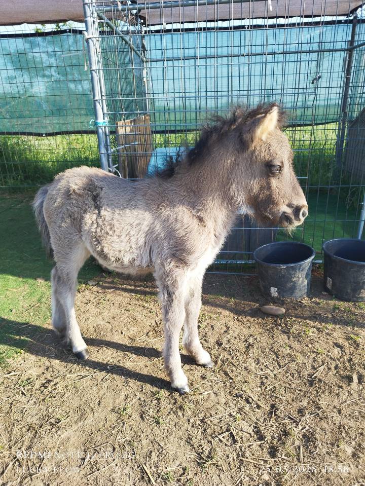 Veulen (ml) Shetland Te koop 2026 Muisgrijs