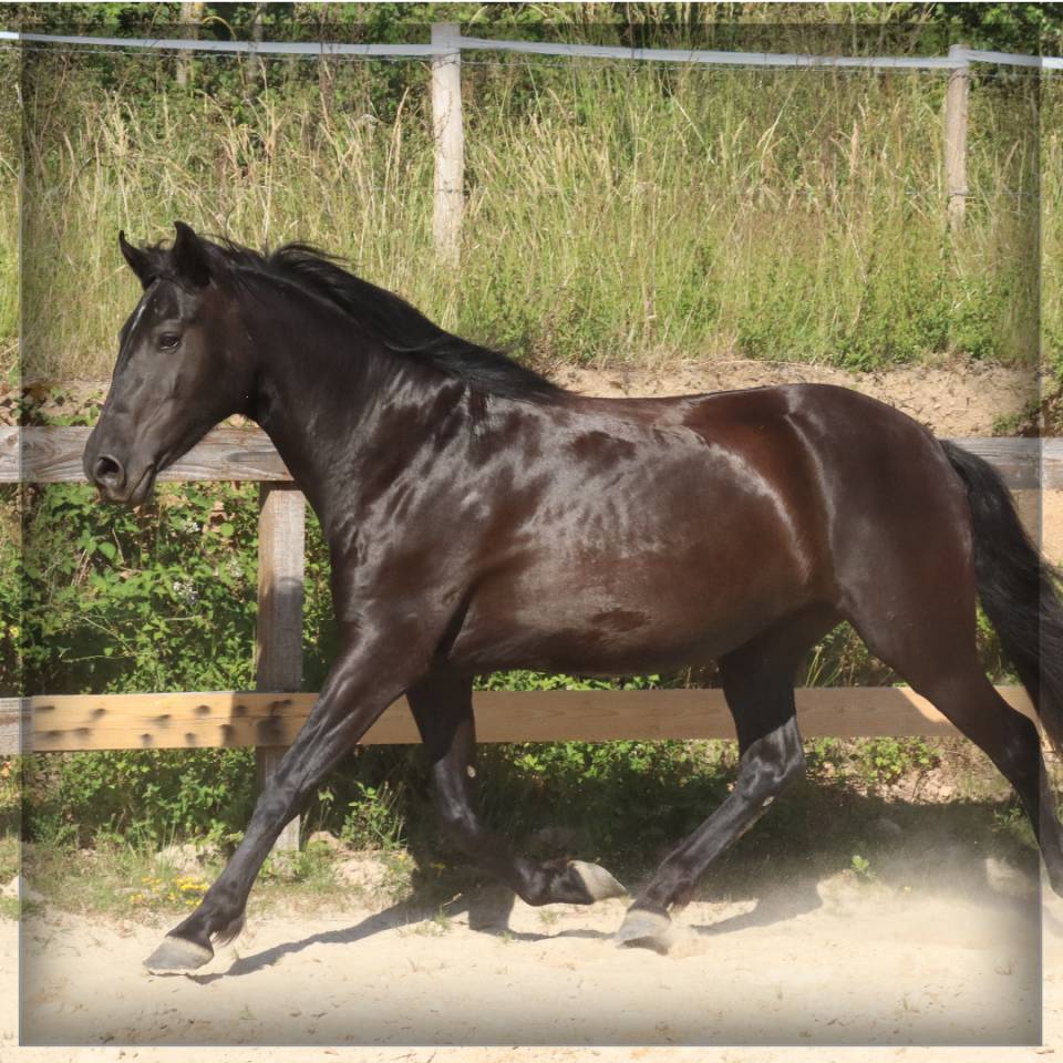 Merrie Minorquin Te koop 2015 Zwart