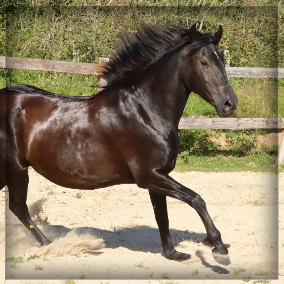 Merrie Minorquin Te koop 2015 Zwart