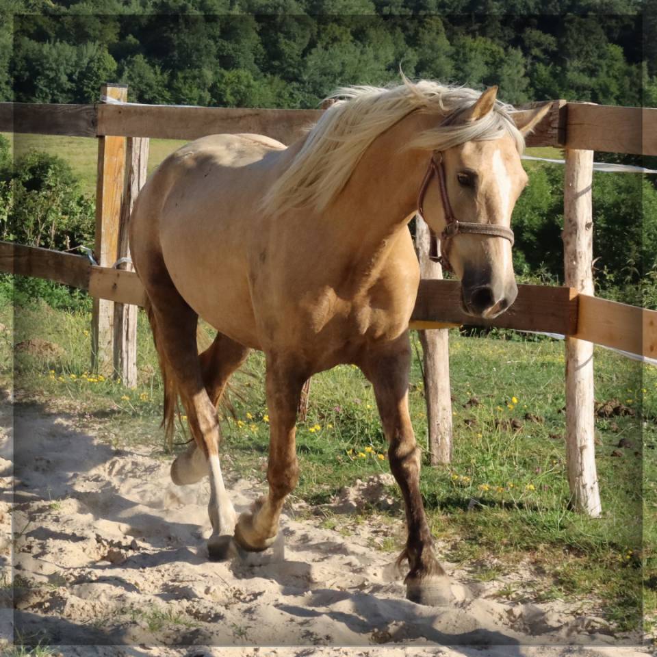 Merrie Welsh Pony (Section D), Welsh Cob  Te koop 2023 Palomino ,  Just a breeze Kiba