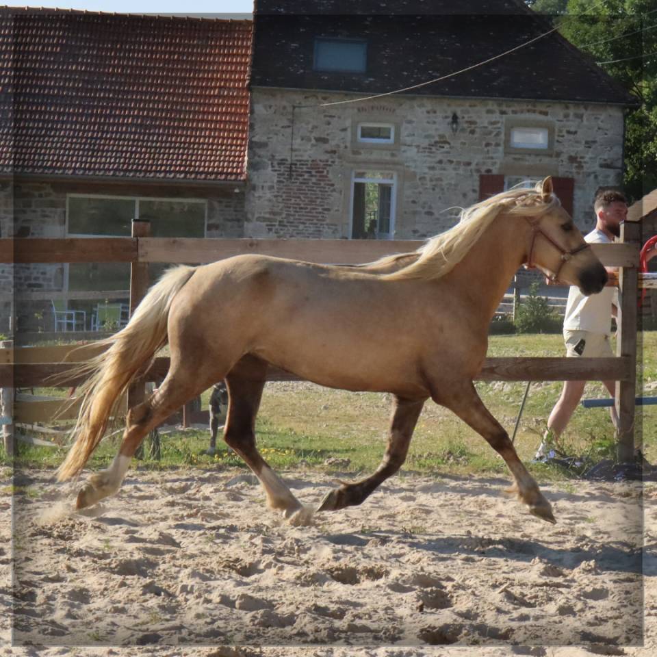 Merrie Welsh Pony (Section D), Welsh Cob  Te koop 2023 Palomino ,  Just a breeze Kiba