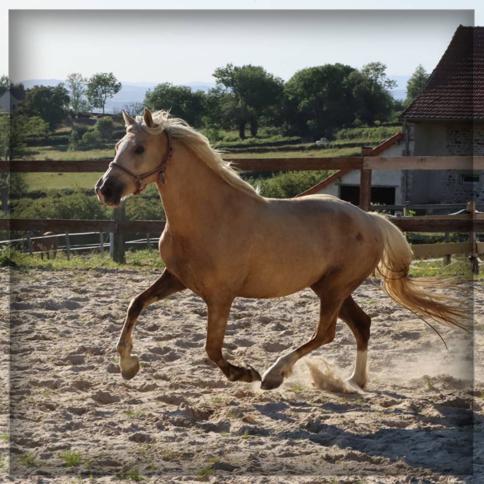Merrie Welsh Pony (Section D), Welsh Cob  Te koop 2023 Palomino ,  Just a breeze Kiba