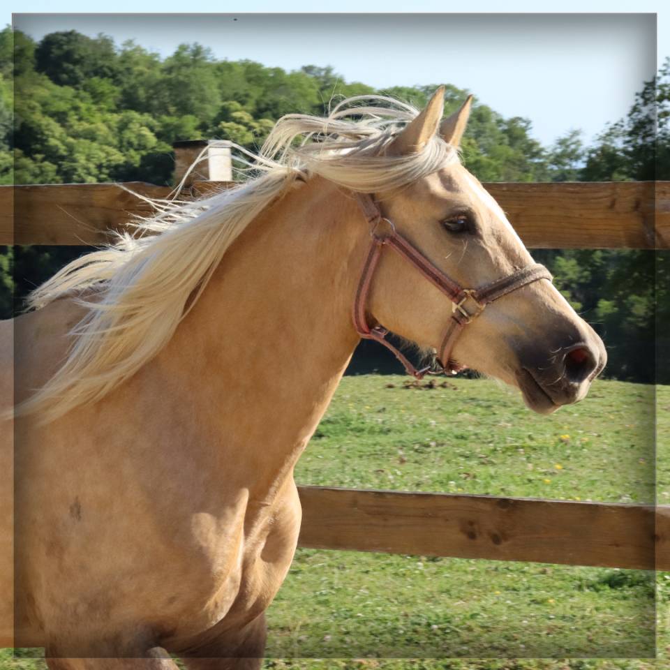 Merrie Welsh Pony (Section D), Welsh Cob  Te koop 2023 Palomino ,  Just a breeze Kiba