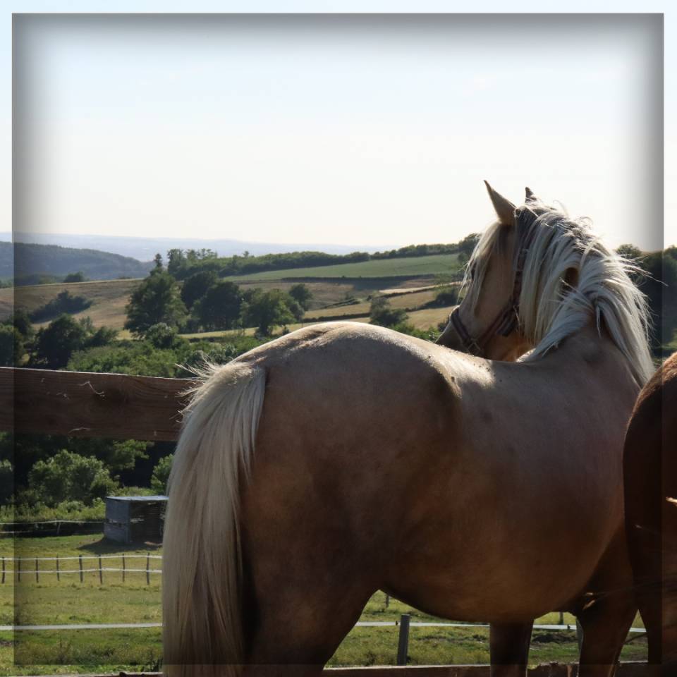 Merrie Welsh Pony (Section D), Welsh Cob  Te koop 2023 Palomino ,  Just a breeze Kiba