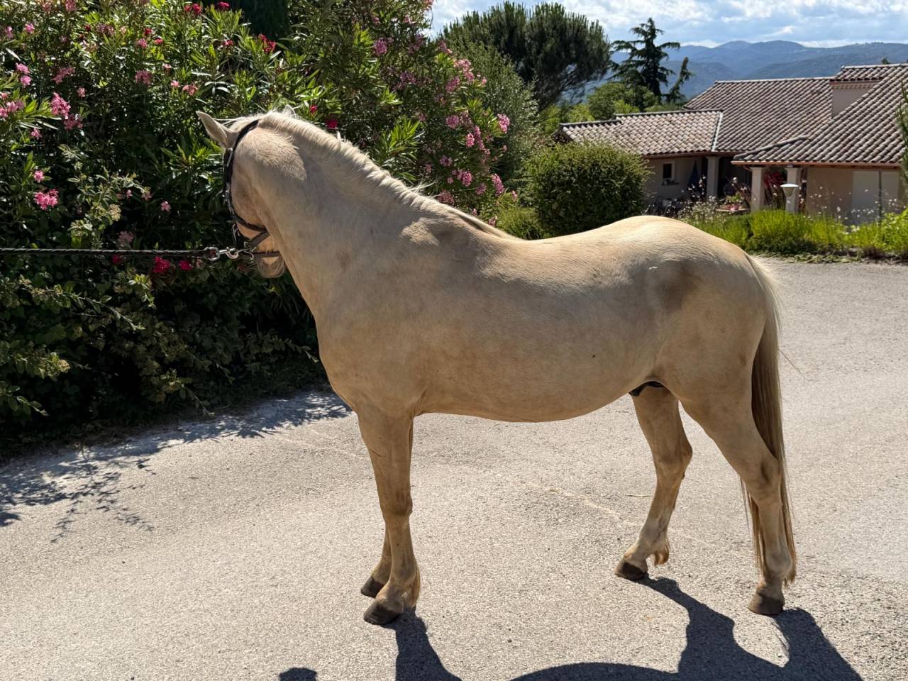 Hengst Welsh Partbred Te koop 2022 Palomino