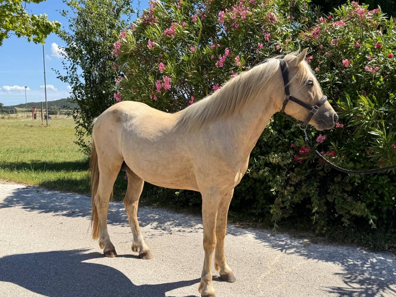 Hengst Welsh Partbred Te koop 2022 Palomino