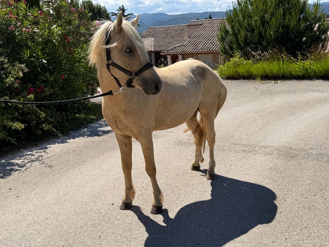 Hengst Welsh Partbred Te koop 2022 Palomino