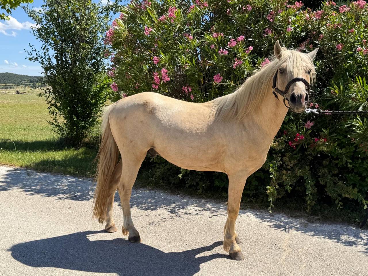 Hengst Welsh Partbred Te koop 2022 Palomino