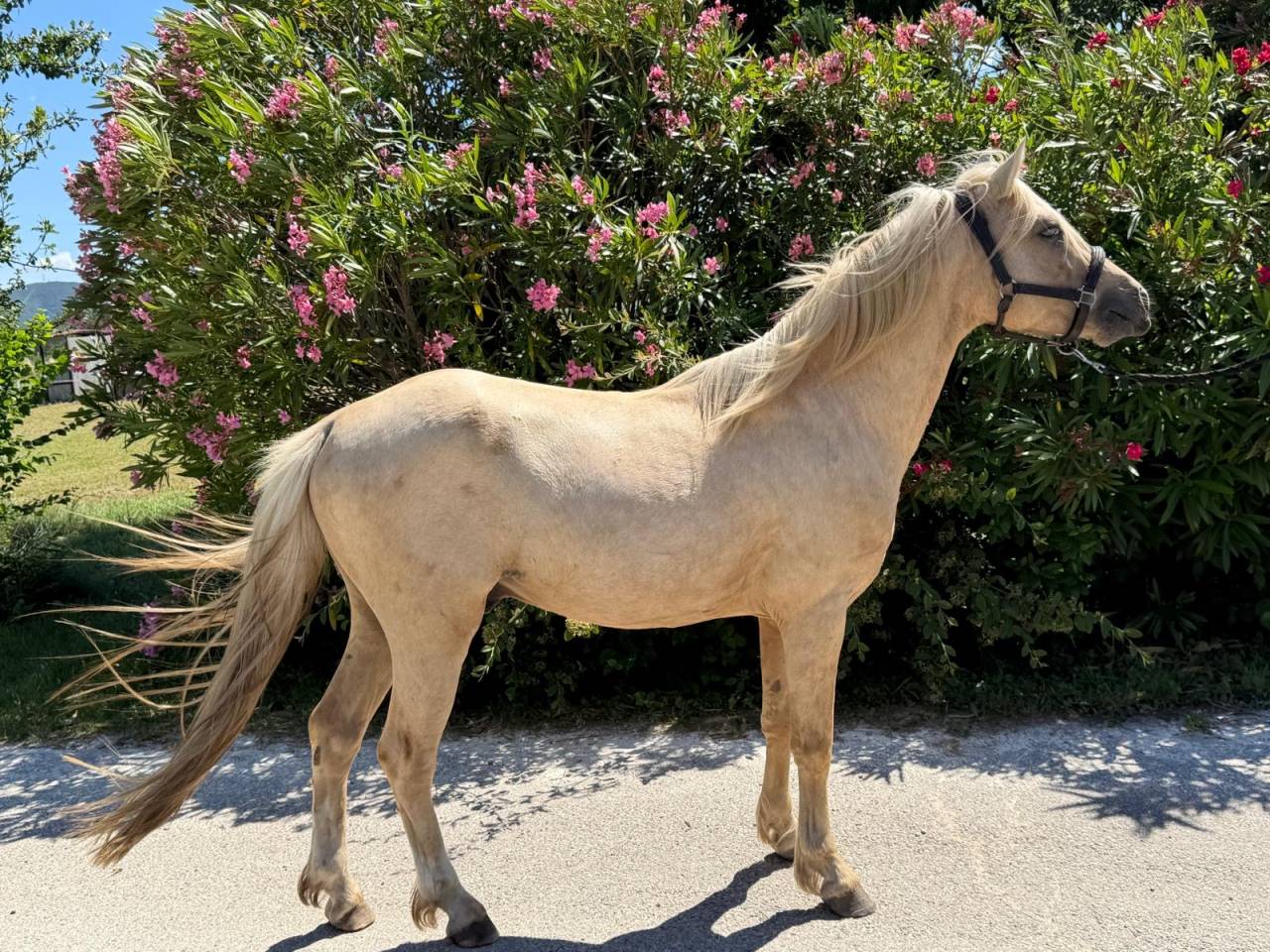 Hengst Welsh Partbred Te koop 2022 Palomino