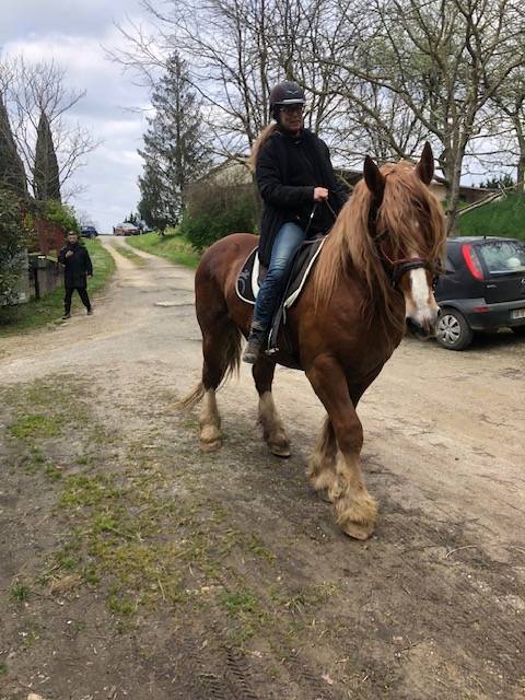 Ruin Breton Trekpaard Te koop 2016 Vos ,  DIAOULIK AR PALUD ?BR