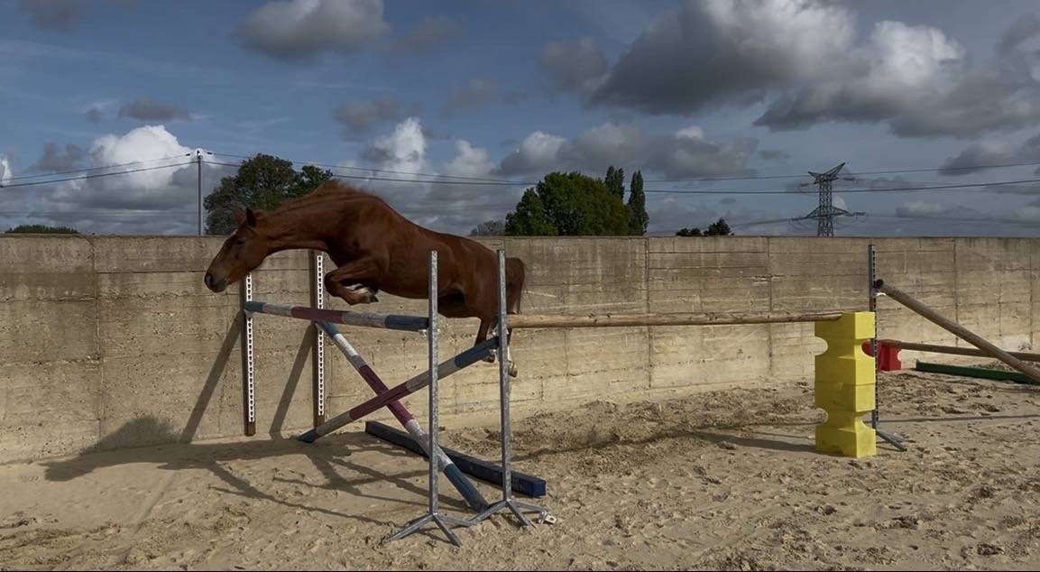 Merrie Franse rijpony PFS Te koop 2021 Koffie vos
