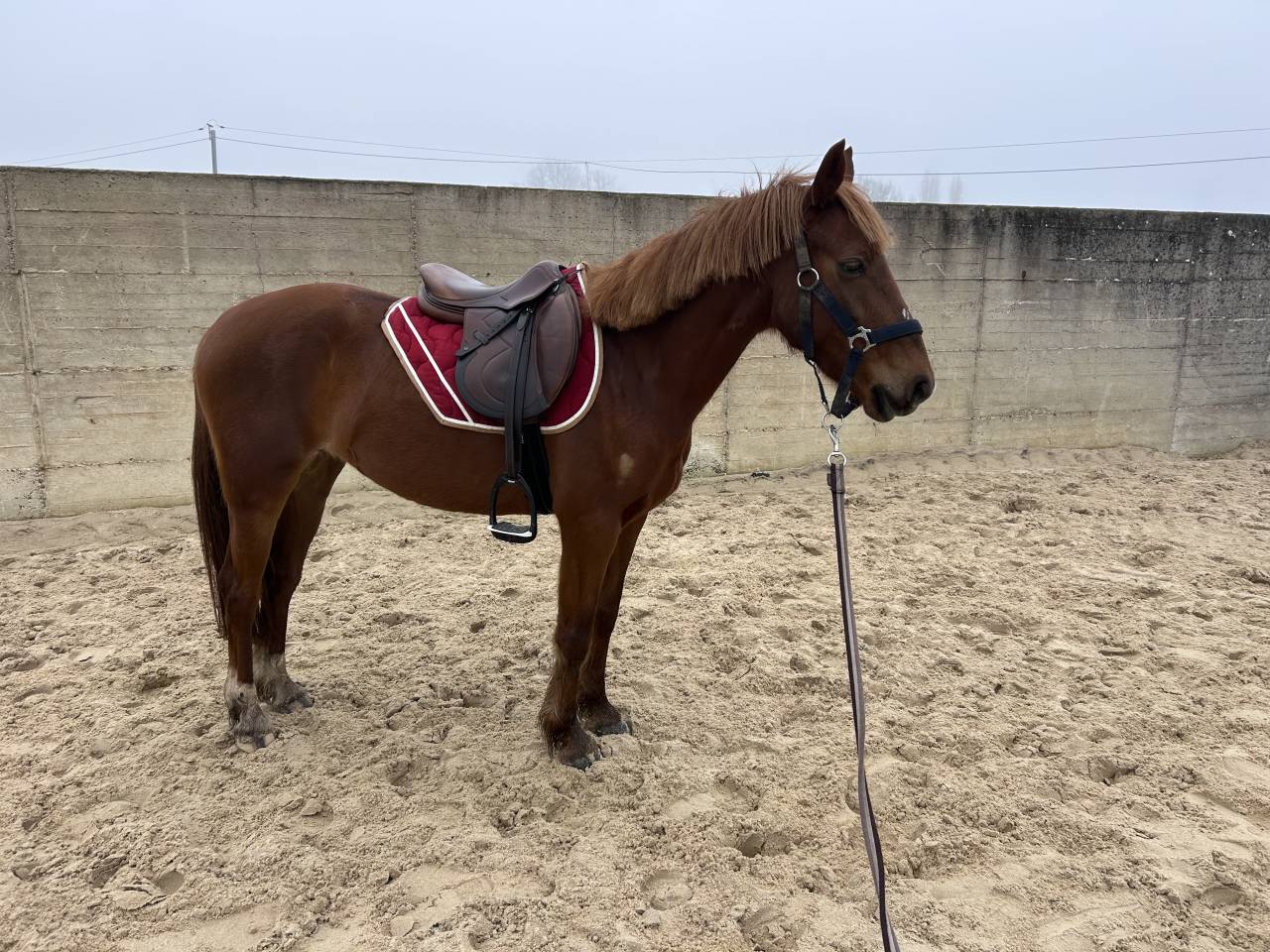 Merrie Franse rijpony PFS Te koop 2021 Koffie vos