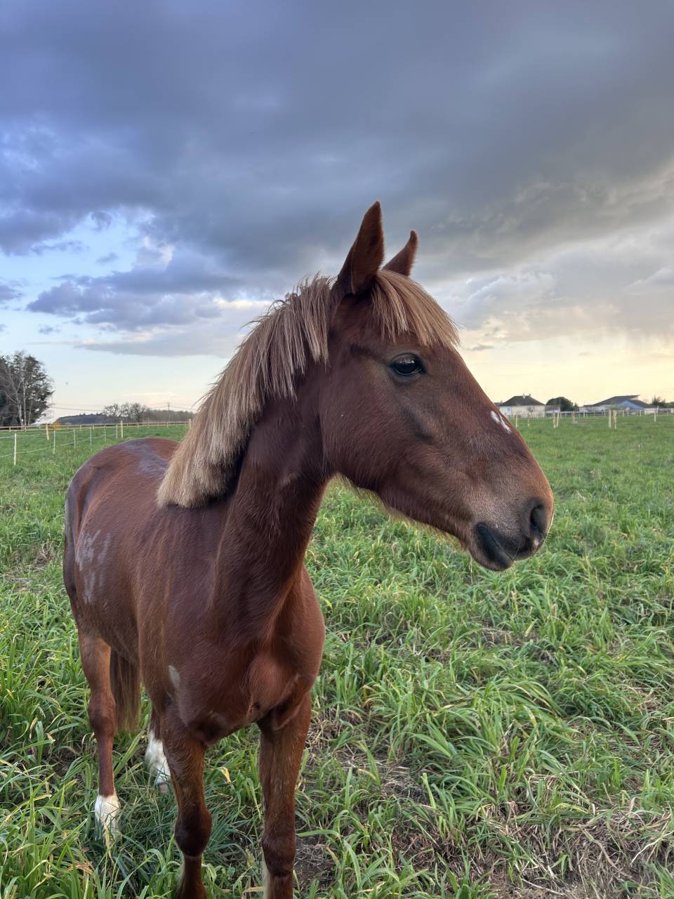 Merrie Franse rijpony PFS Te koop 2021 Koffie vos