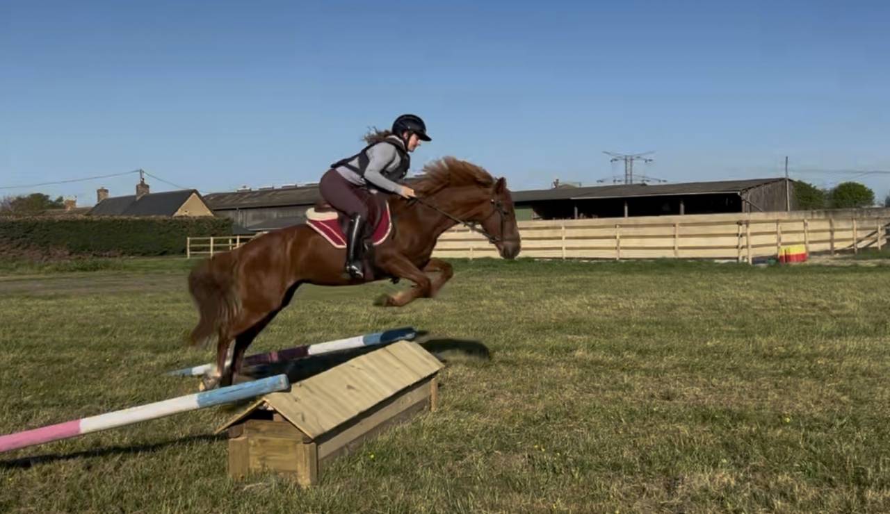 Merrie Franse rijpony PFS Te koop 2021 Koffie vos