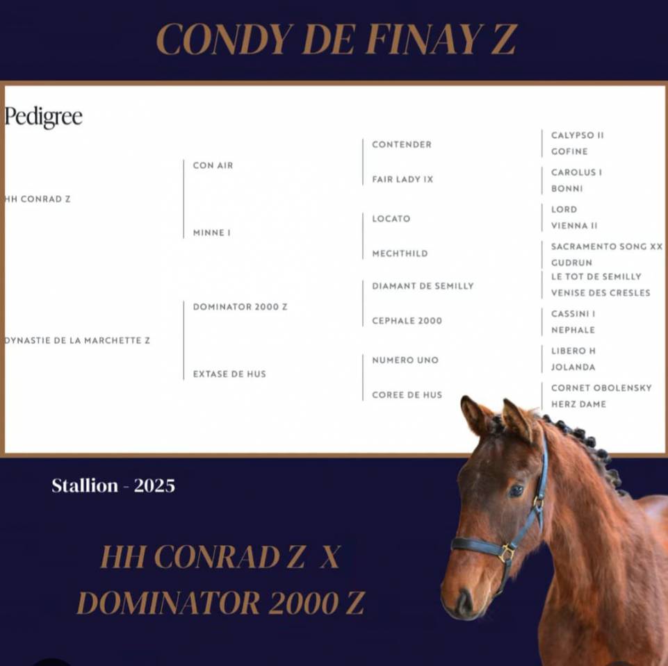 Dekhengst Zangersheide Te koop 2025 Donker bruin / bai ,  HH Conrad Z
