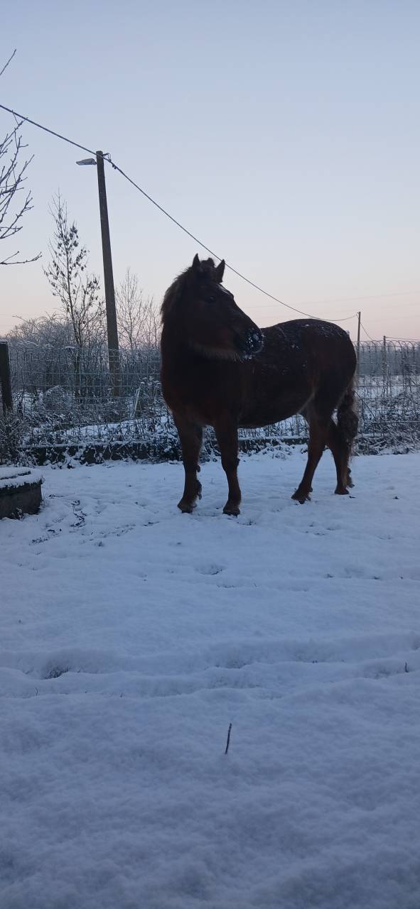 Merrie Welsh Pony (Section B) Te koop 2015 Vos