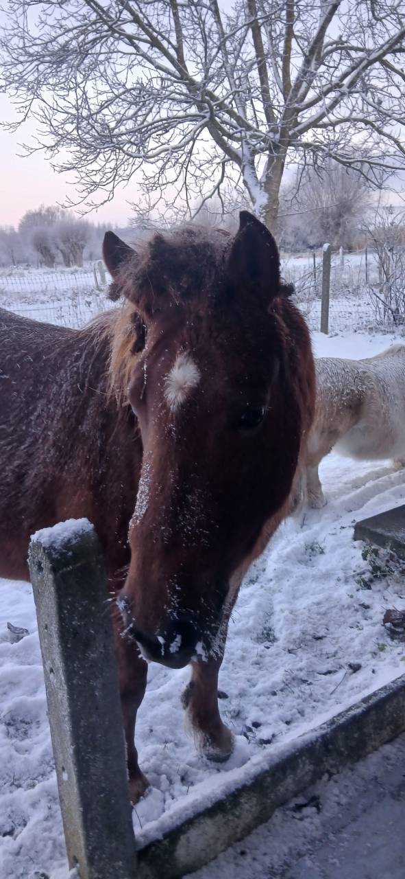 Merrie Welsh Pony (Section B) Te koop 2015 Vos